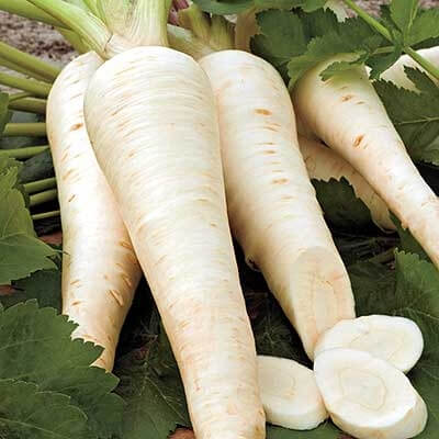Parsnip Seeds – Tender