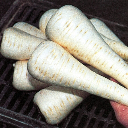 Parsnip Seeds – Victor F1