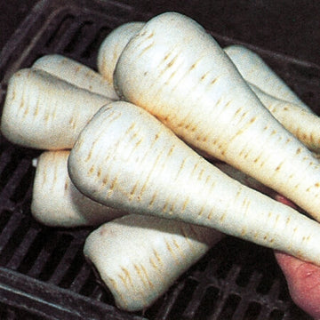 Parsnip Seeds – Victor F1