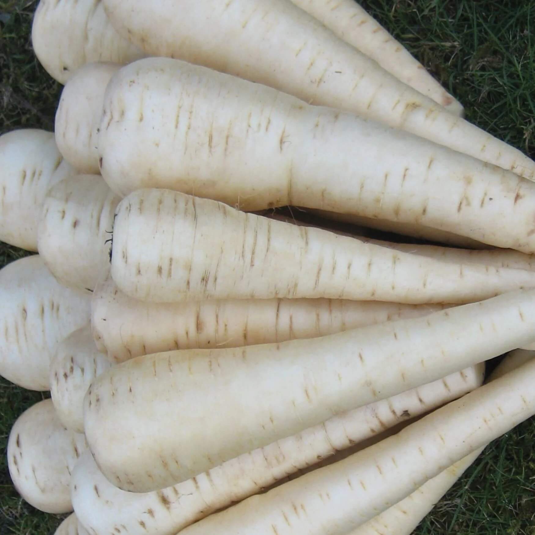 Parsnip Seeds – Victor F1