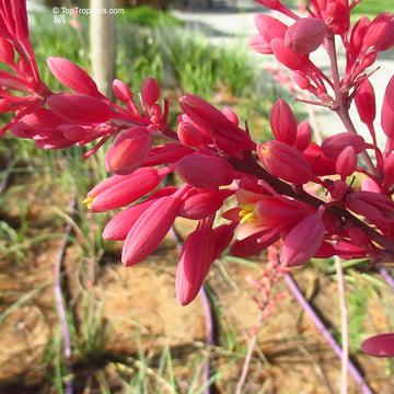 Parviflora Hesperaloe Seeds 