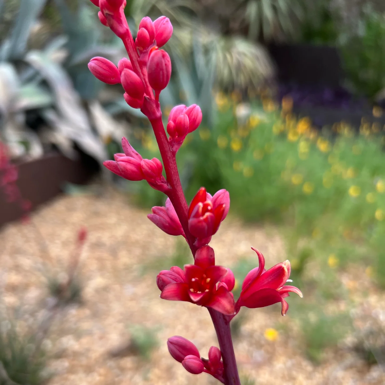 Parviflora Hesperaloe Seeds 