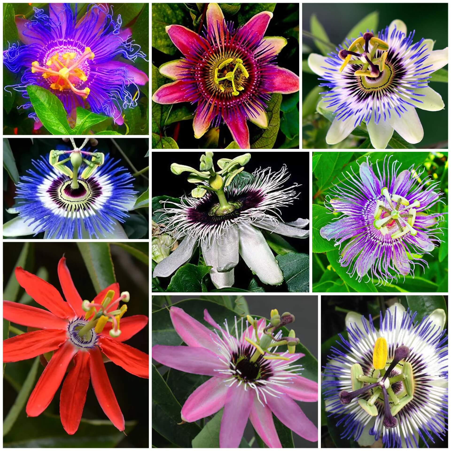 Passiflora Seeds - All In One For Home Gardens