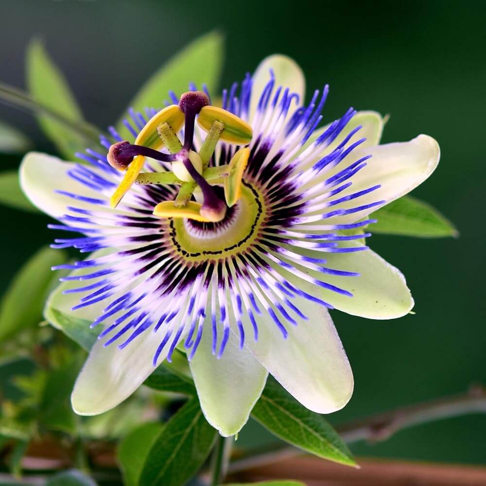 Passiflora Seeds - All In One For Home Gardens