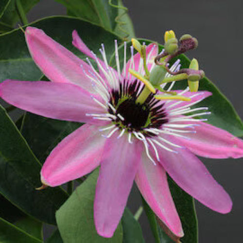 Passiflora Seeds - All In One For Home Gardens