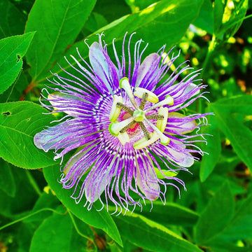Passion Flower Seeds - Flower Plant