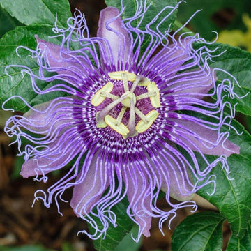 Passion Flower Seeds - Flower Plant