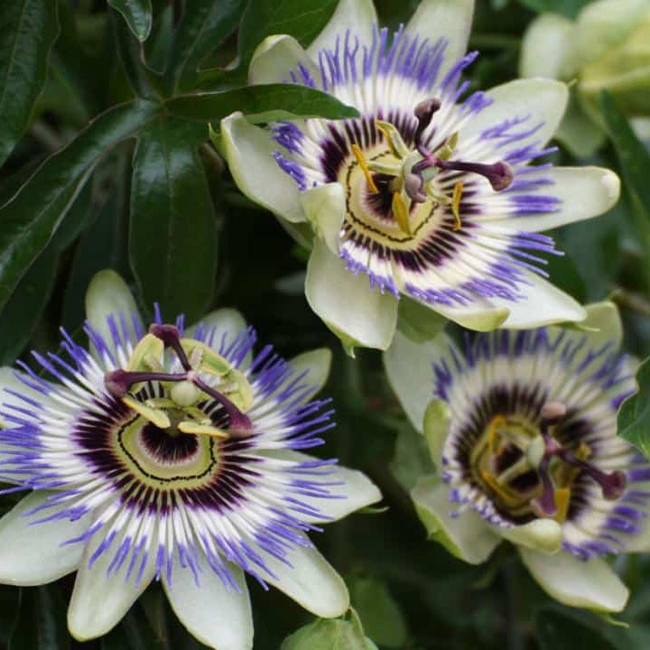 Passion Flower Seeds - Flower Plant