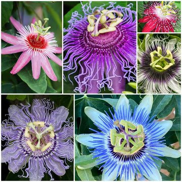 Passion Flowers Seeds - All In One For Home Gardens