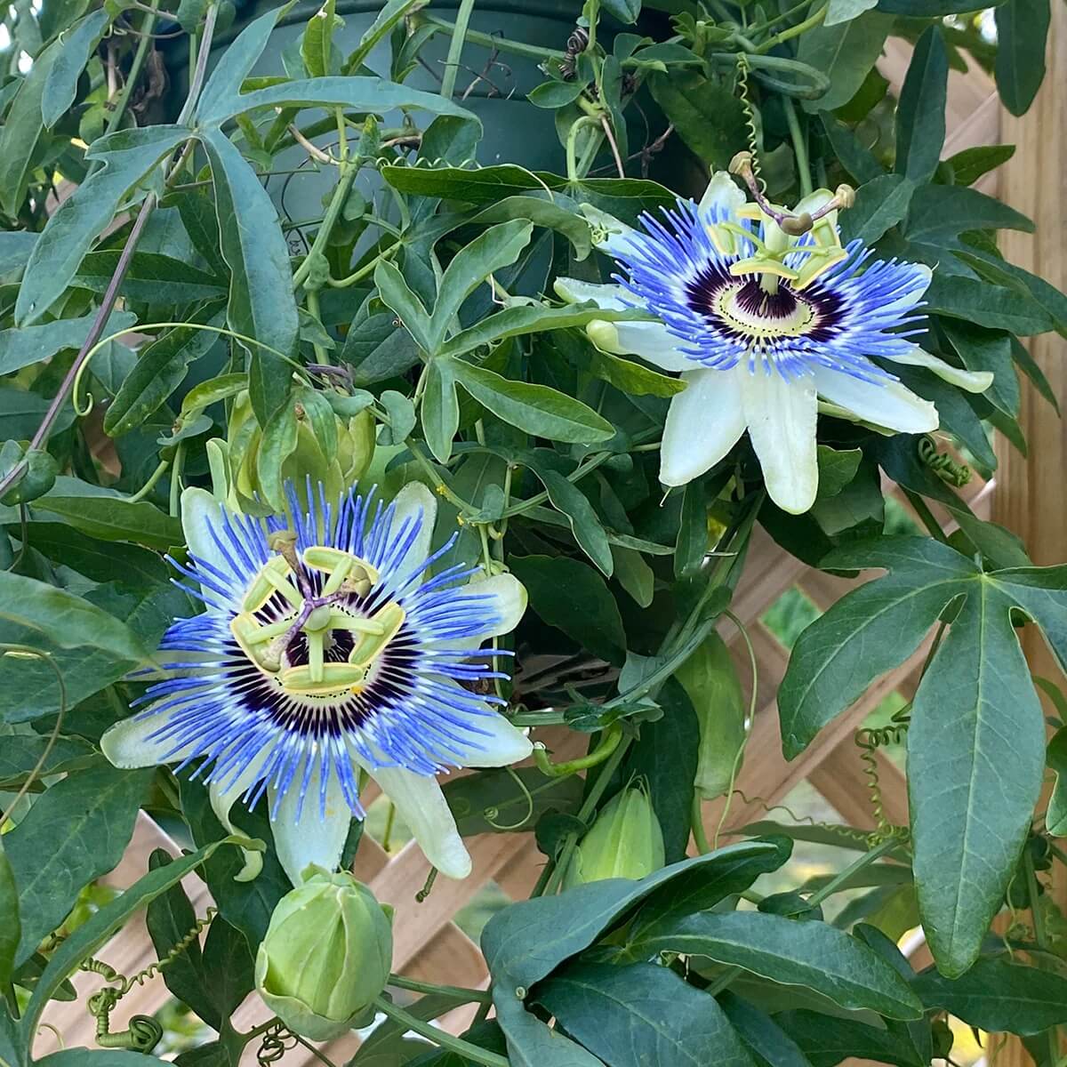 Passion Flowers Seeds - All In One For Home Gardens