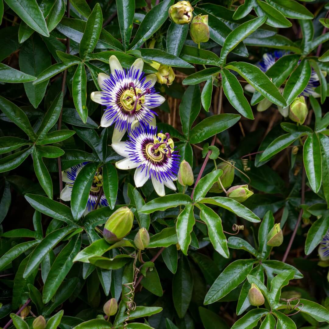 Passion Flowers Seeds - All In One For Home Gardens