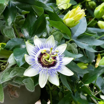 Passion Flowers Seeds - All In One For Home Gardens