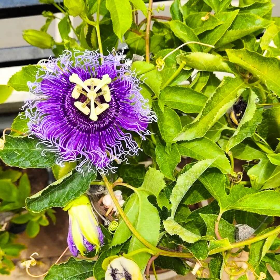 Passion Flowers Seeds - All In One For Home Gardens