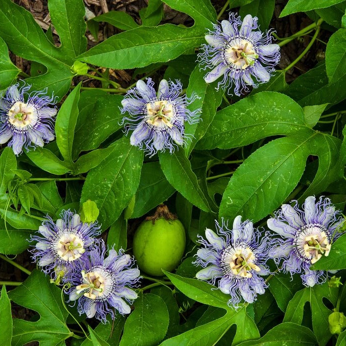 Passion Flowers Seeds - All In One For Home Gardens