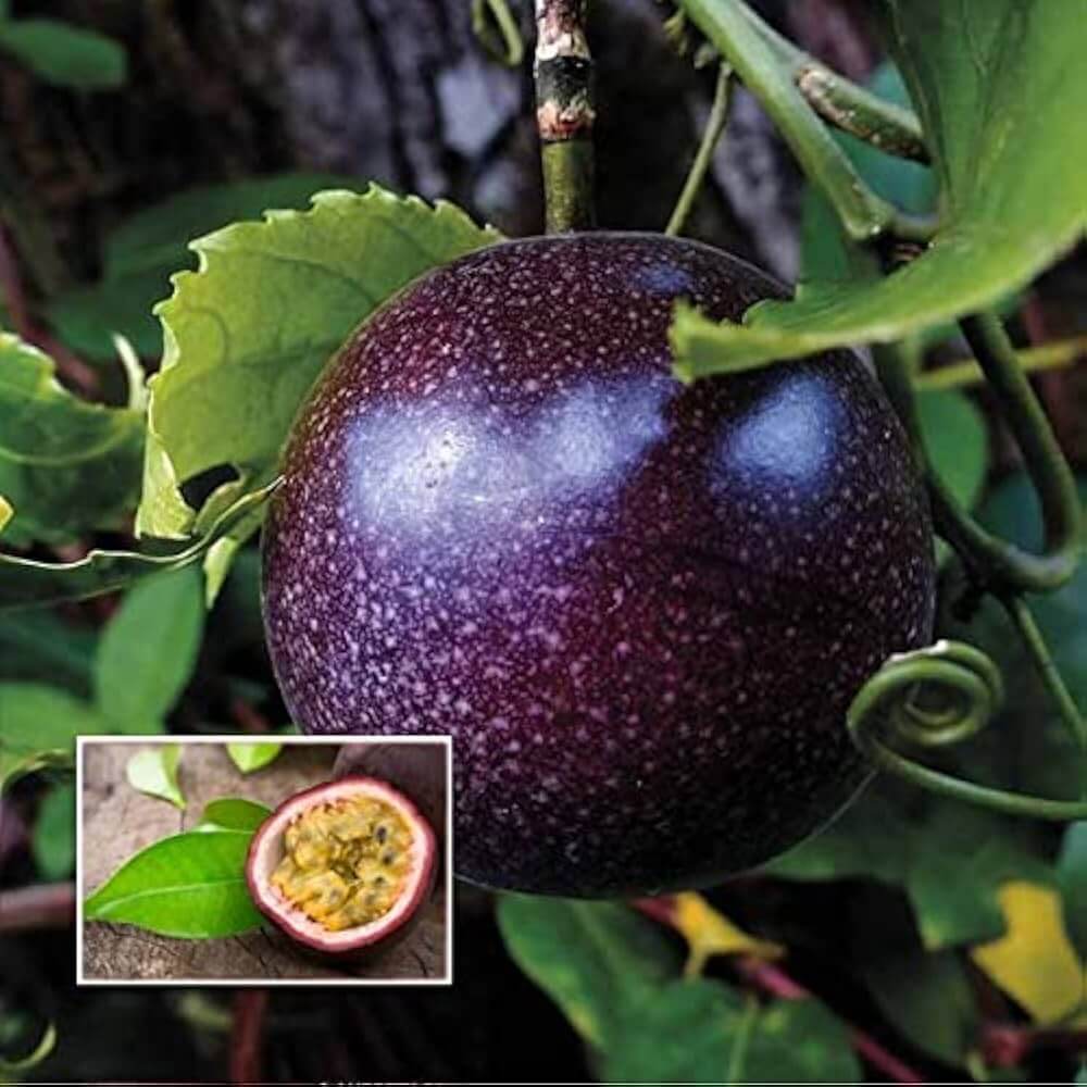 Passion Fruit Seeds – Black