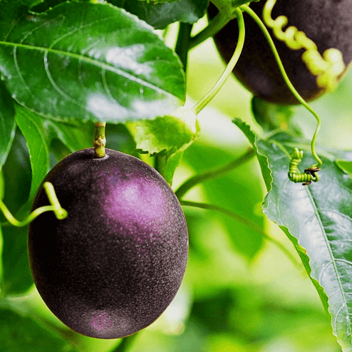 Passion Fruit Seeds – Dark Purple