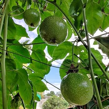 Passion Fruit Seeds – Exotic Tropical 