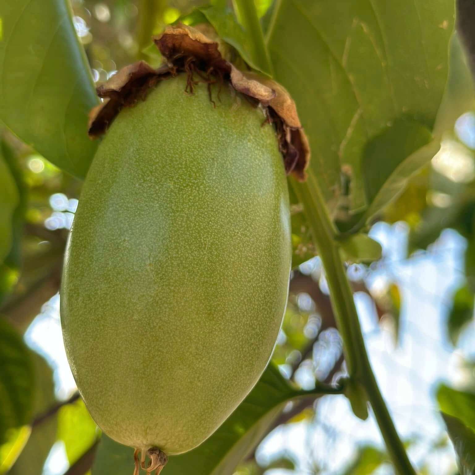 Passion Fruit Seeds – Jambo