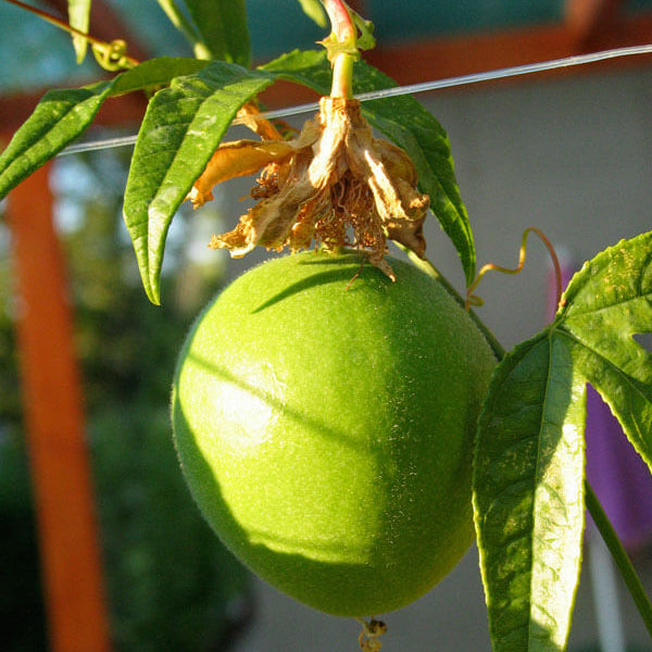 Passion Fruit Seeds – Passiflora incarnata Green