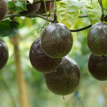 Passion Fruit Seeds – Black