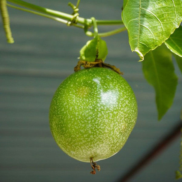 Passion Fruit Seeds – Passiflora incarnata Green