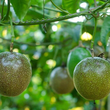 Passion Fruit Seeds – Exotic Tropical 