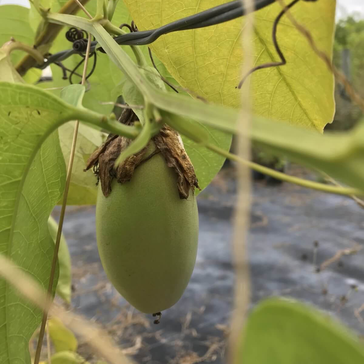Passion Fruit Seeds – Jambo