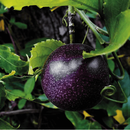 Passion Fruit Seeds – Black