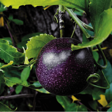 Passion Fruit Seeds – Black