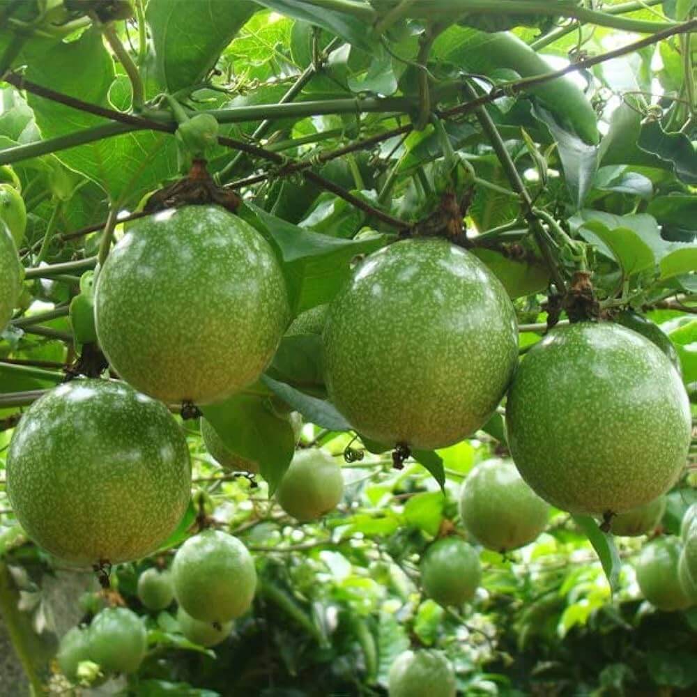 Passion Fruit Seeds – Exotic Tropical 