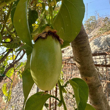 Passion Fruit Seeds – Jambo