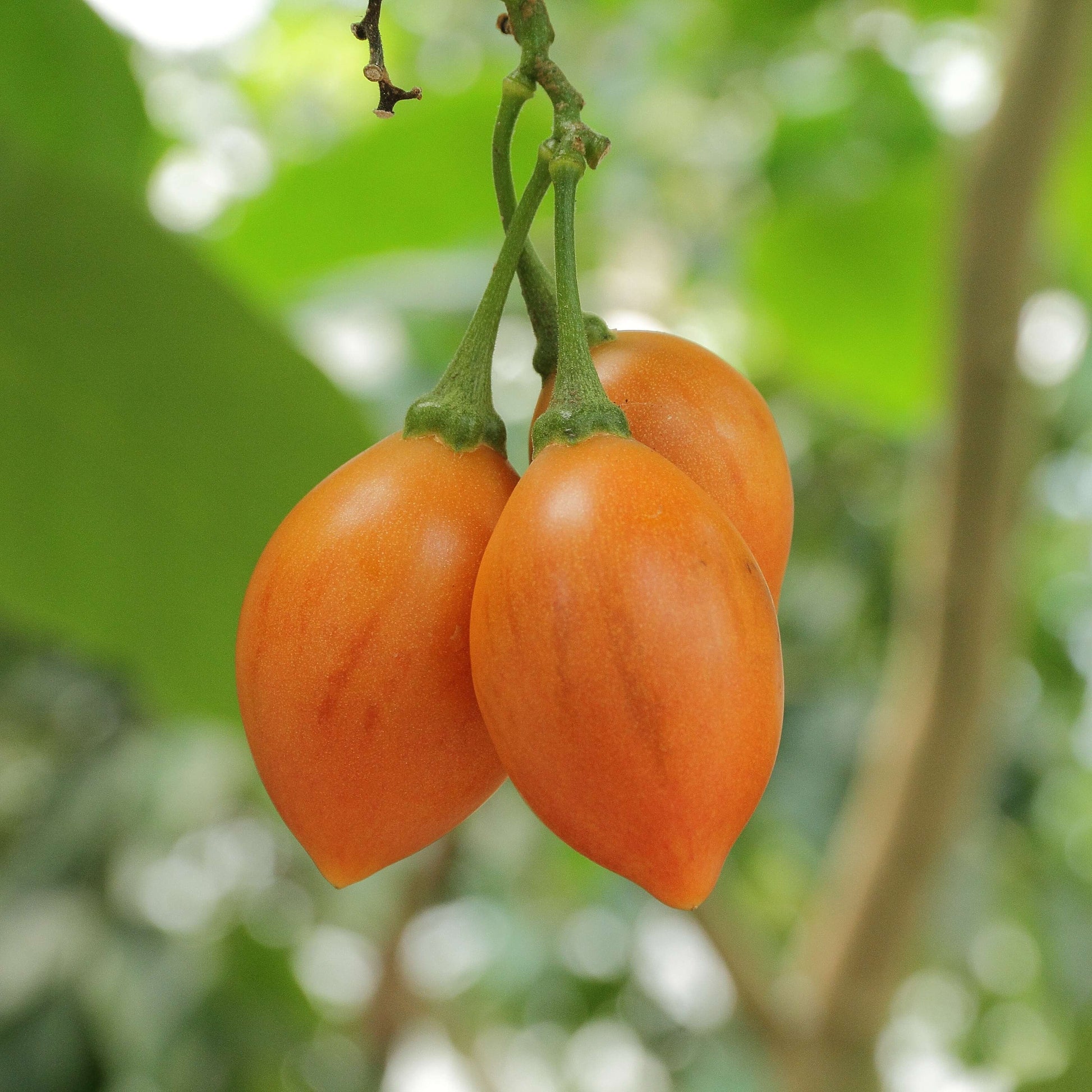 Passion Fruit Seeds – Light Orange