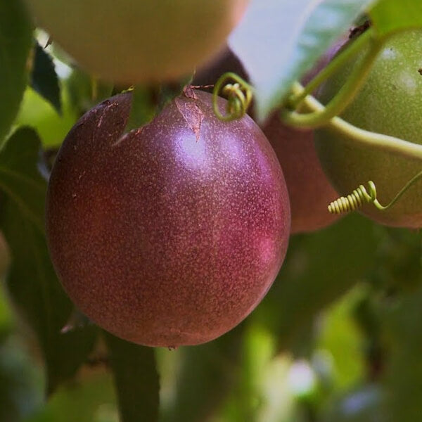 Passion Fruit Seeds – Maroon Red