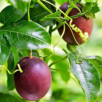 Passion Fruit Seeds – Passiflora edulis Purple Pink