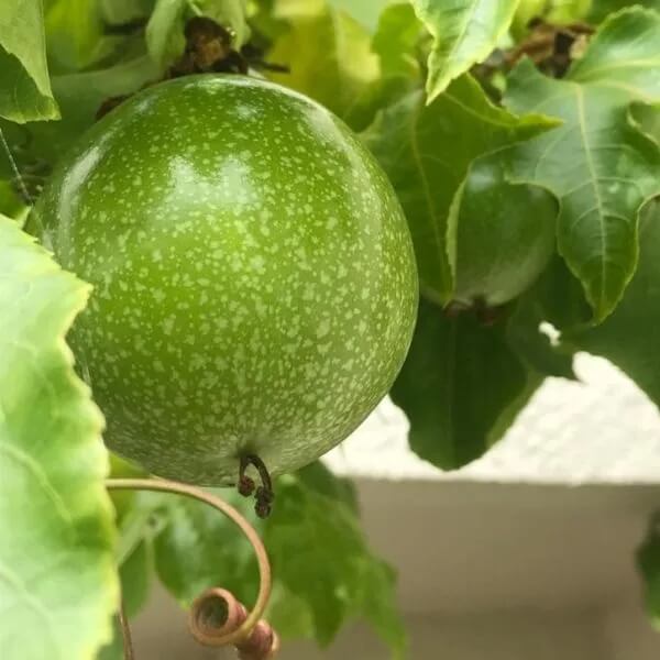Passion Fruit Seeds – Passiflora incarnata Green