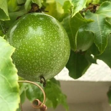 Passion Fruit Seeds – Passiflora incarnata Green
