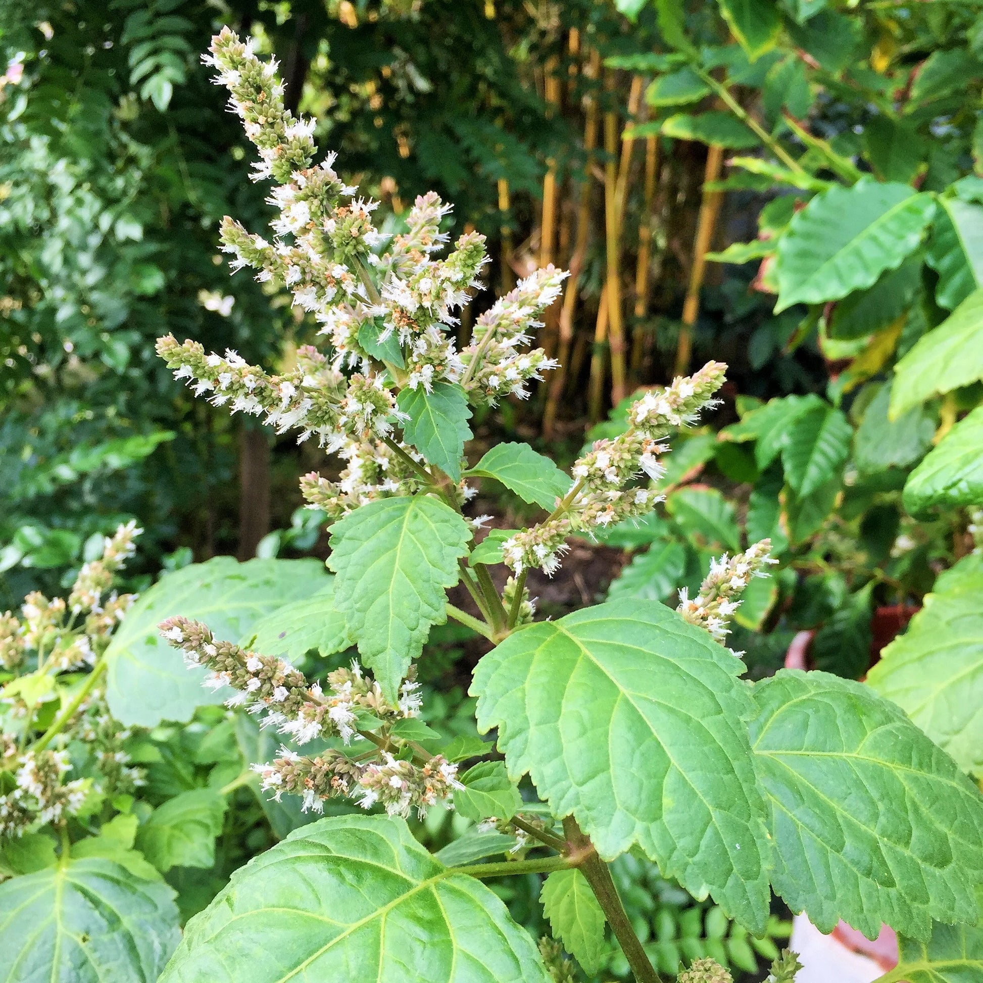 Patchouli Seeds Pogostemon cablin