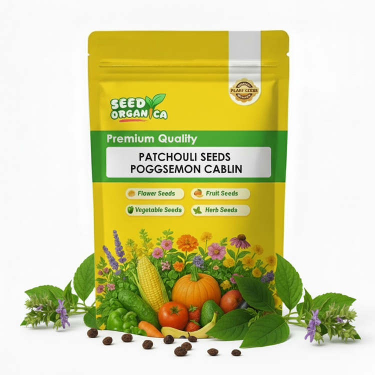 Patchouli Seeds Pogostemon cablin