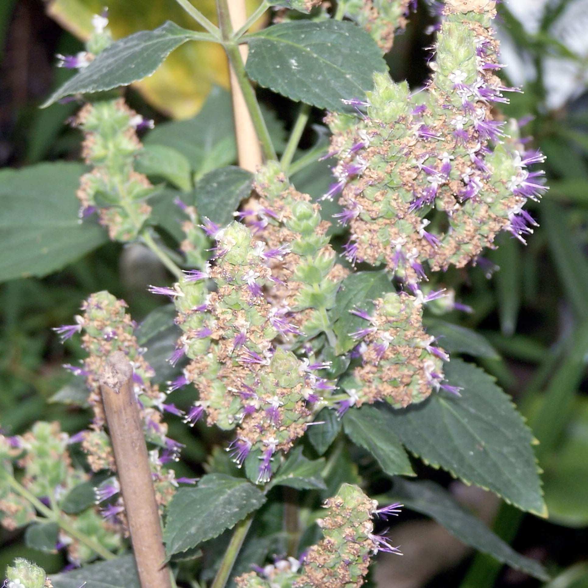 Patchouli Seeds Pogostemon cablin