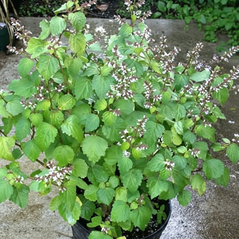 Patchouli Seeds Pogostemon cablin