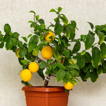 Patio Container Lemon Tree Seeds