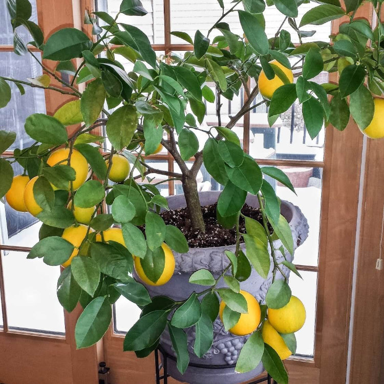 Patio Container Lemon Tree Seeds