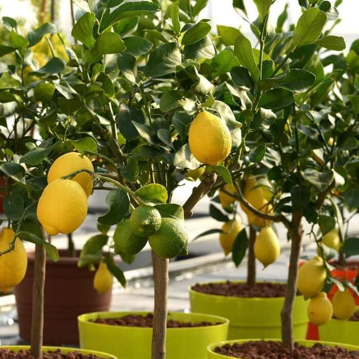 Patio Container Lemon Tree Seeds
