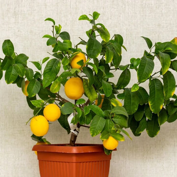 Patio Lemon Tree Seeds