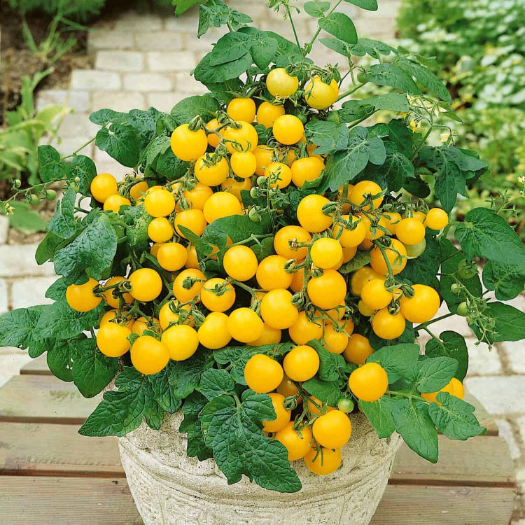 Patio Tomato Seeds