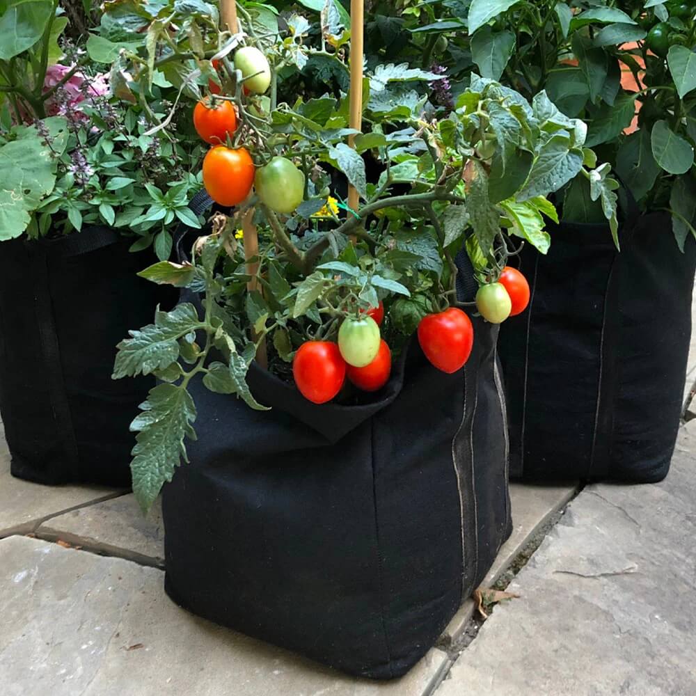 Patio Tomato Seeds
