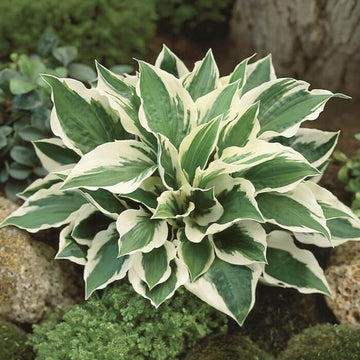 Patriot Hosta Seeds - Flower Plant