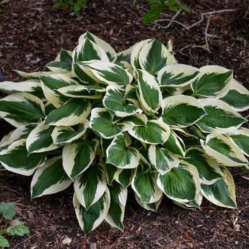 Patriot Hosta Seeds - Flower Plant