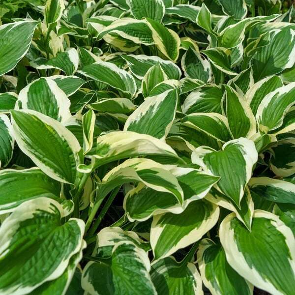 Patriot Hosta Seeds - Flower Plant