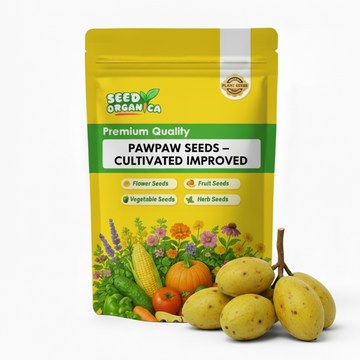 Pawpaw Seeds – Cultivated Improved